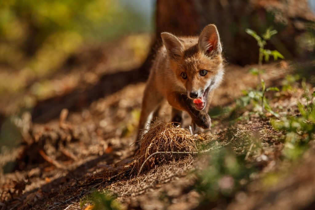 What Do Foxes Eat
