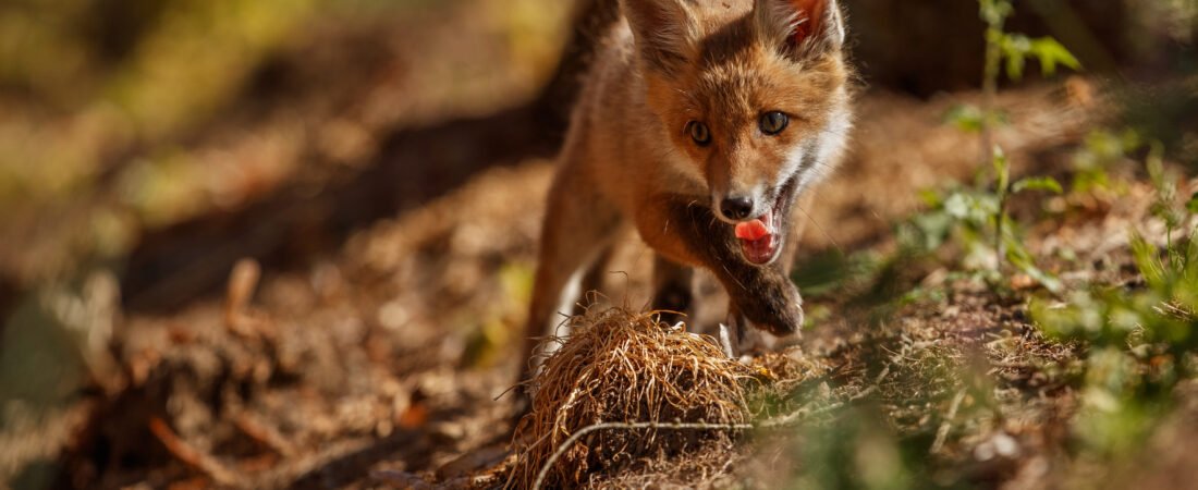 What Do Foxes Eat? Discover Surprising Facts