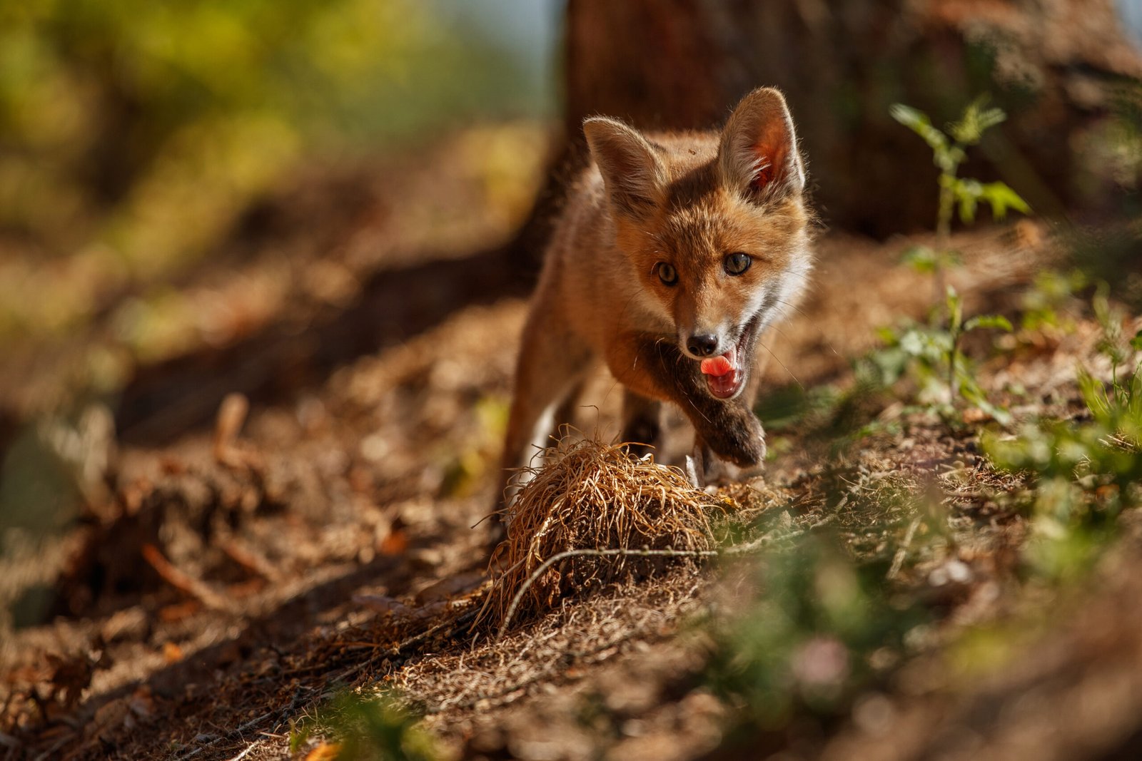 What Do Foxes Eat